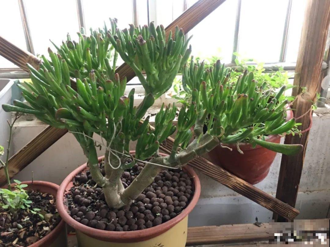 腊月买花，集齐“福禄寿”，才算好兆头