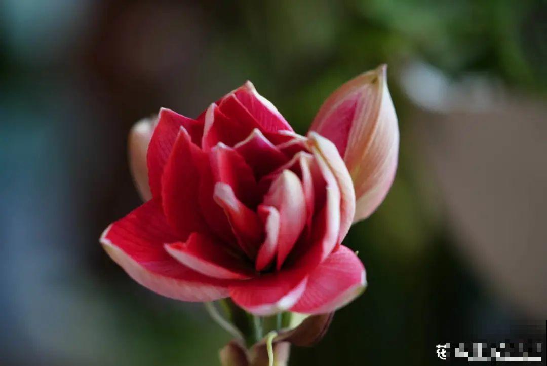 朱顶红埋土里，如何能年年开花，球变大、变多？