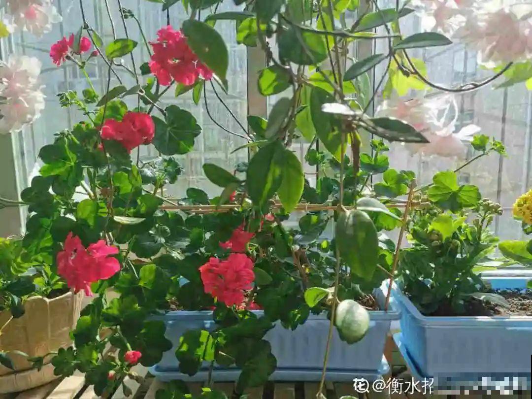 冬天逛花市，花都便宜得像白菜，赶紧买！