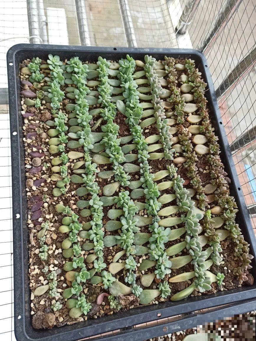 初春的多肉要撸叶子，重新扦插，能生好多盆