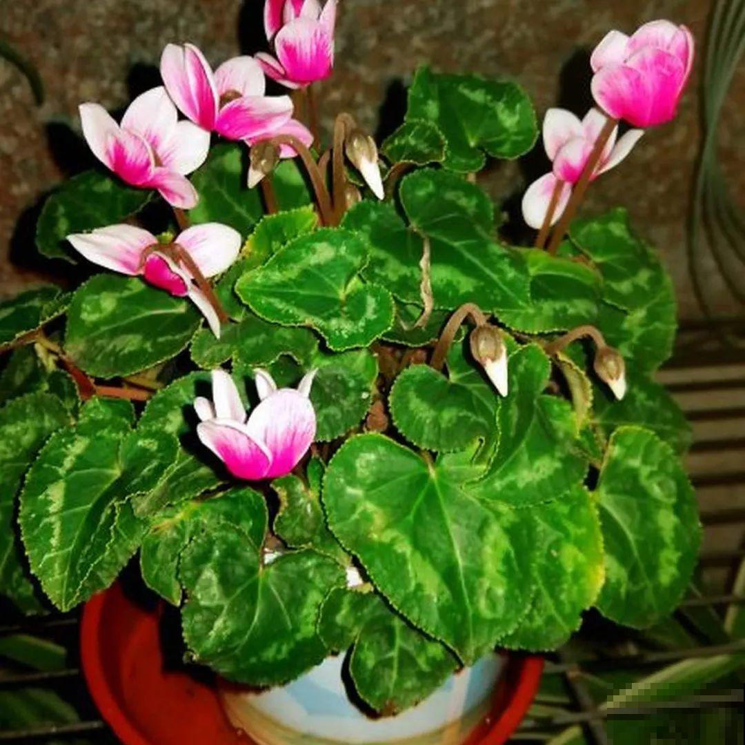 花开一半就掉了,再不管,花苞全掉光 花开一半就掉了,再不管,花苞全掉光