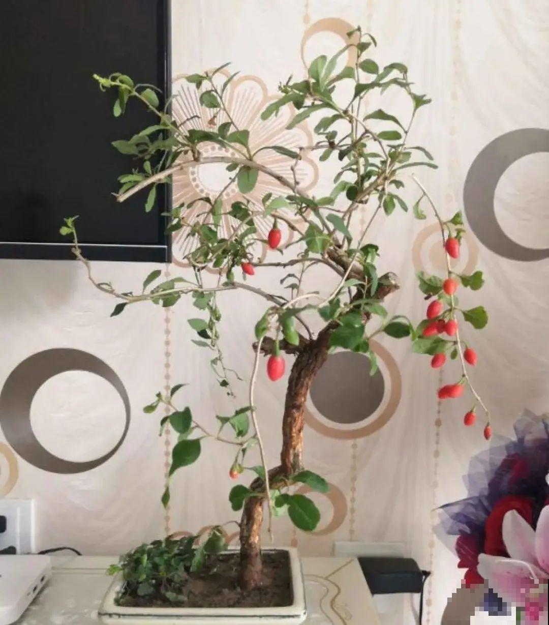 1盆苹果卖300块,为啥这么贵,难道是金苹果? 1盆苹果卖300块,为啥这么贵,难道是金苹果?