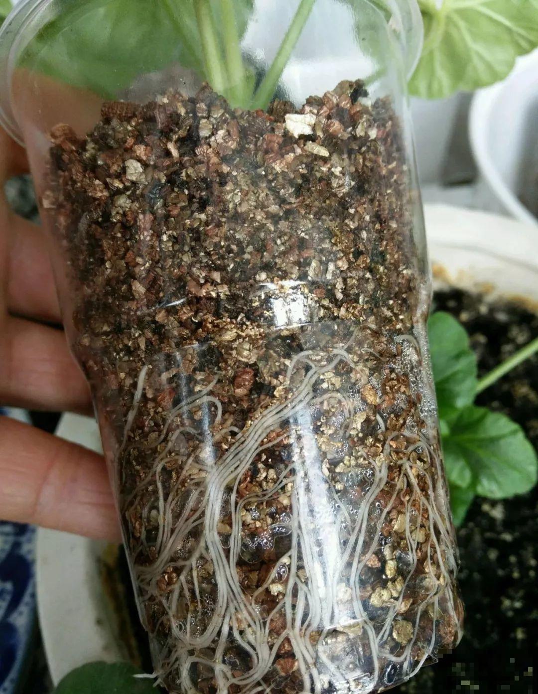 现在扦插超好活，剪根枝，捂3天，冒出狗牙根！