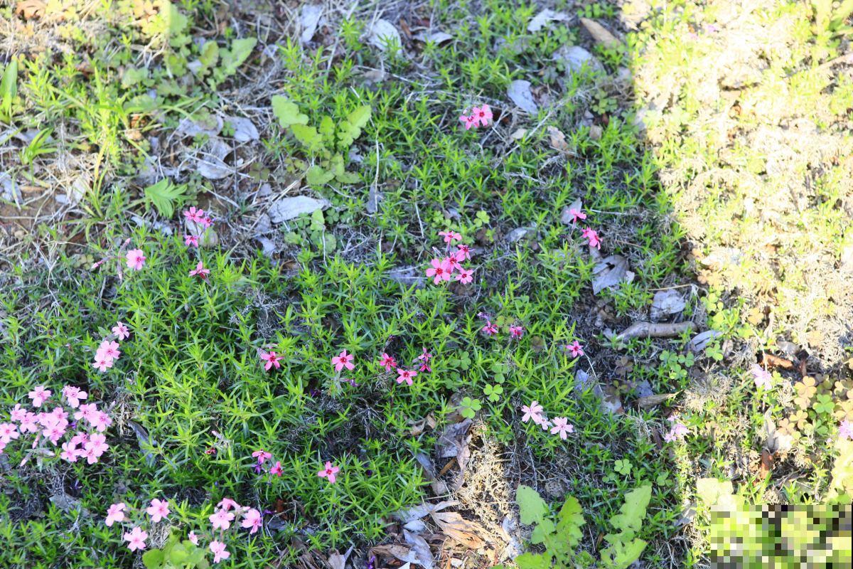 这5种超级漂亮的花卉,都是野外挖回来的,下次见到千万别错过! 这5种超级漂亮的花卉,都是野外挖回来的,下次见到千万别错过!