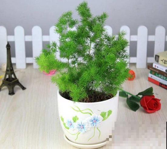 养护蓬莱松，一定要知道这几点，学会才能一年四季绿油油！