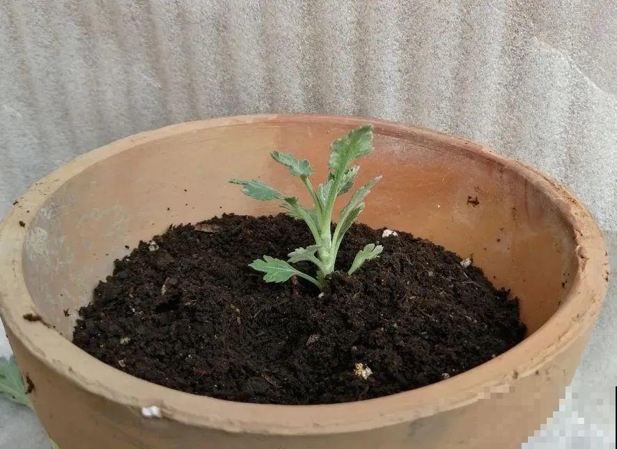 春天给花分株，1盆变成多盆，很快爆盆