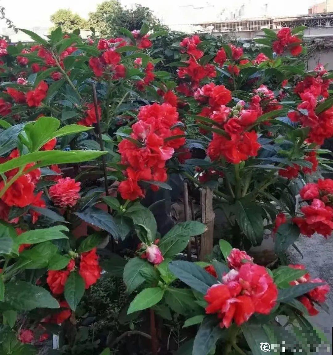 只需要种一次的花，年年疯长，除都除不尽