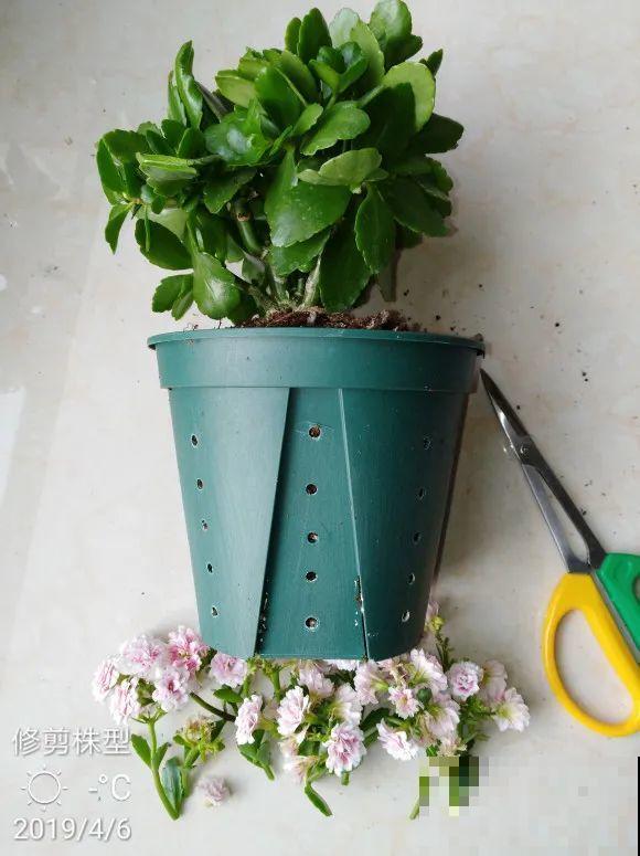 2月养花下狠手，剃光头、撸光叶，越狠越开花！