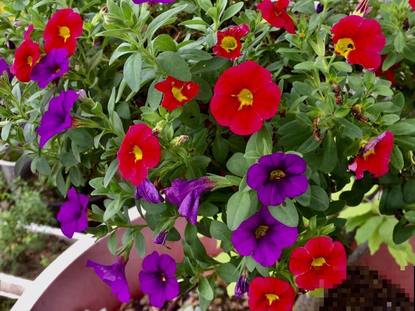 3种花吊起来养，爆盆更容易，阳台也能变成花园