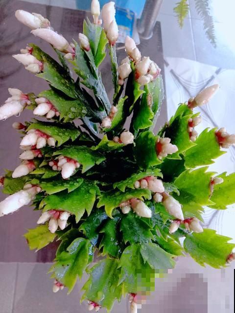 家里养蟹爪兰,这三个地方躲远点,不然花苞掉一地 家里养蟹爪兰,这三个地方躲远点,不然花苞掉一地