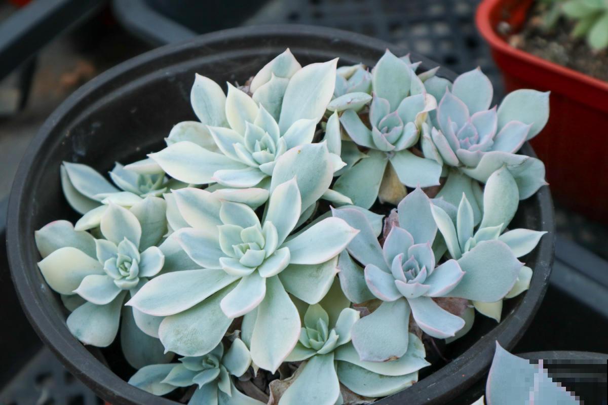 老花匠的养肉秘方，避开5个坑，才能养出结实多肉