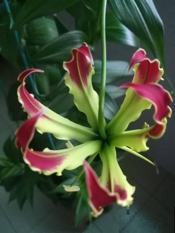 春天养盆“火焰”花，开花红红火火，一年都旺运