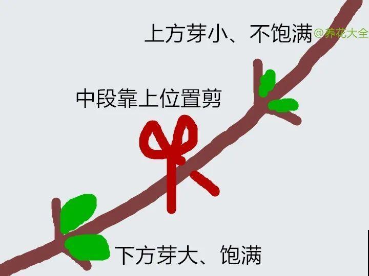 冬剪开始了，月季看见这种枝，就要赶紧剪！