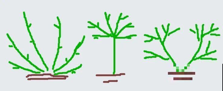 冬剪开始了，月季看见这种枝，就要赶紧剪！