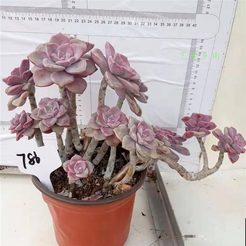 多肉中的爆盆“战斗机”，新手也能养出状态，简直没缺点！