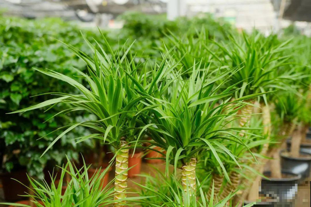 门口种了富贵竹，长到3米高，路过的都站着看！