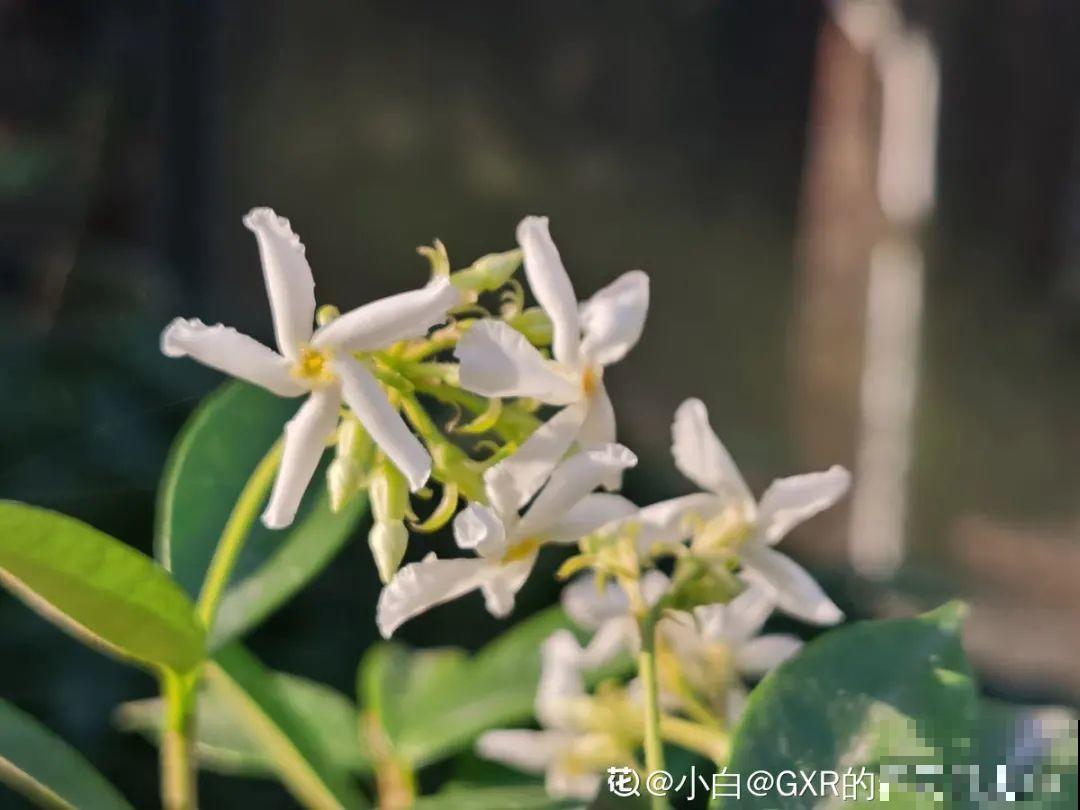 冬剪开始了，月季看见这种枝，就要赶紧剪！