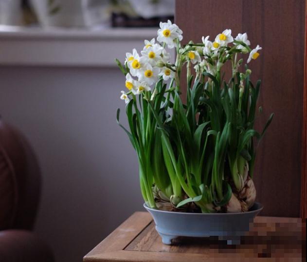 比绿萝好看的8种花，养护起来特简单，颜色还鲜艳