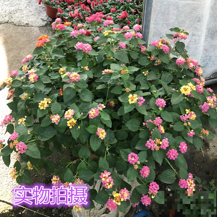 5种漂亮花，颜值虽高但不适合养家里，因为有毒！