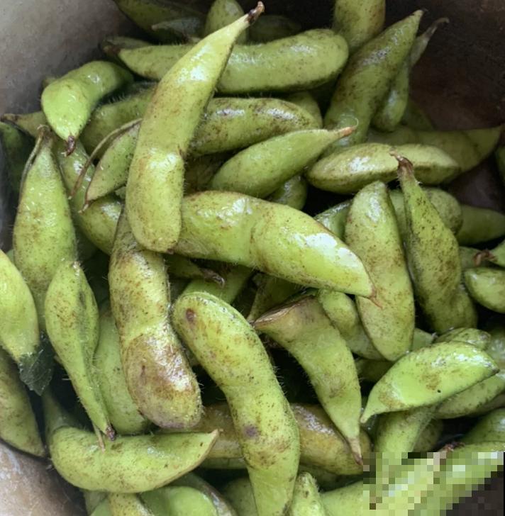 还去烧烤摊吃毛豆?自己阳台种几盆,煮一煮老香了! 还去烧烤摊吃毛豆?自己阳台种几盆,煮一煮老香了!