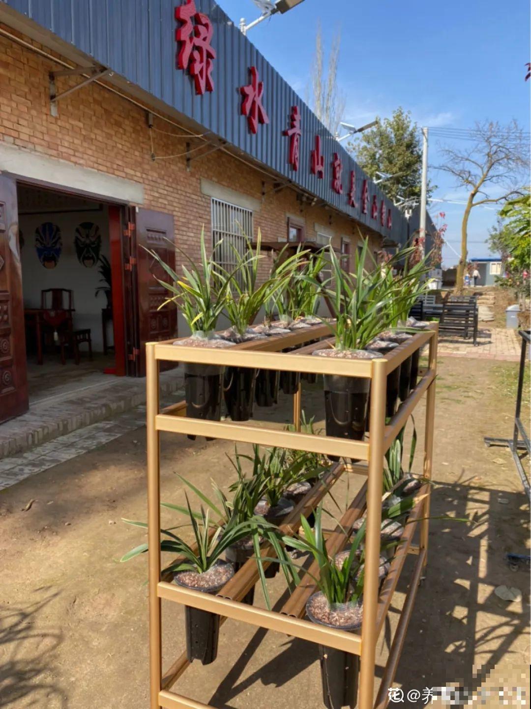 冬天太冷，花要及时保暖，才能安全越冬