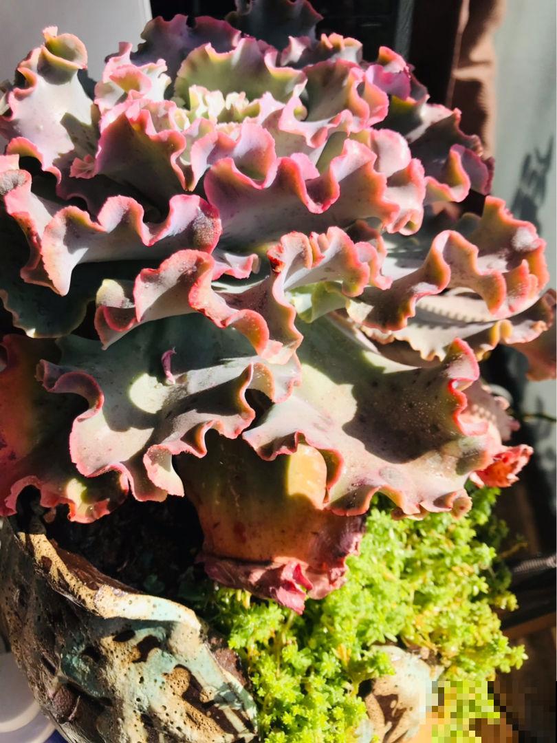 多肉冬天冻一冻，颜色就变成了调色盘，好看极了！