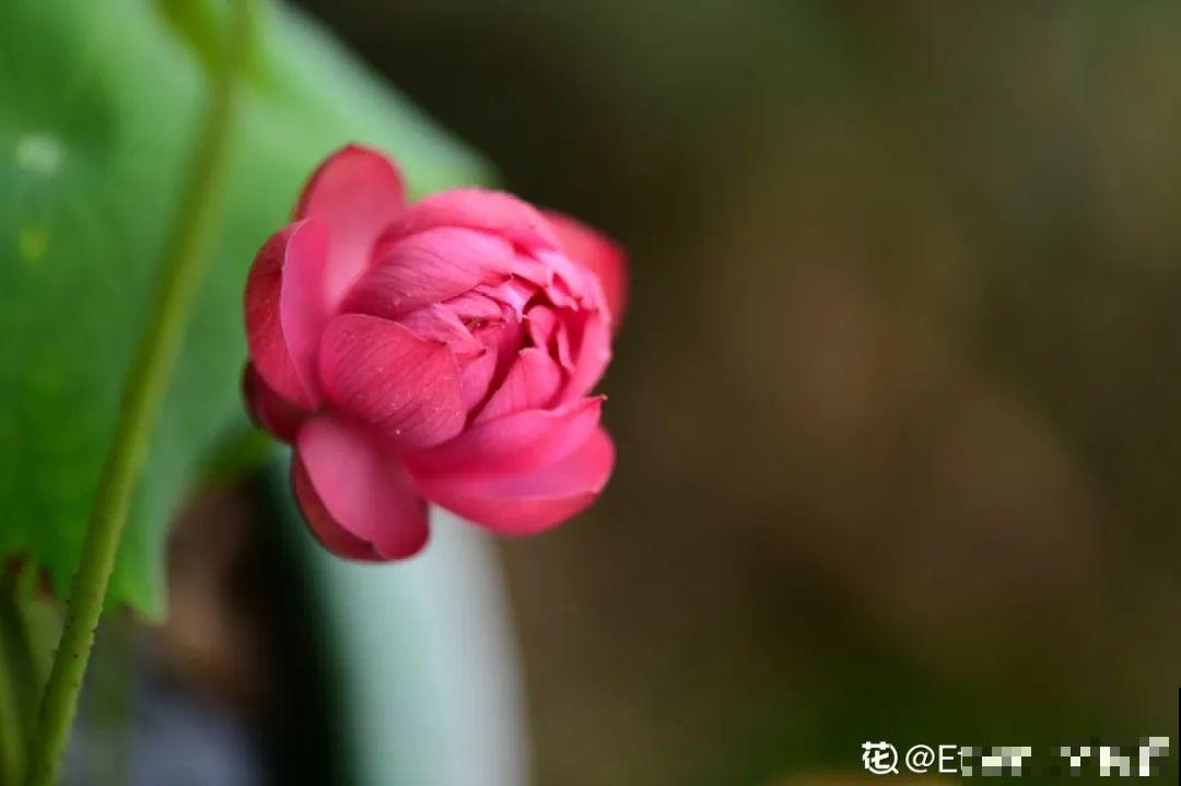 6种花开花有好运，每一次花开，心情特好