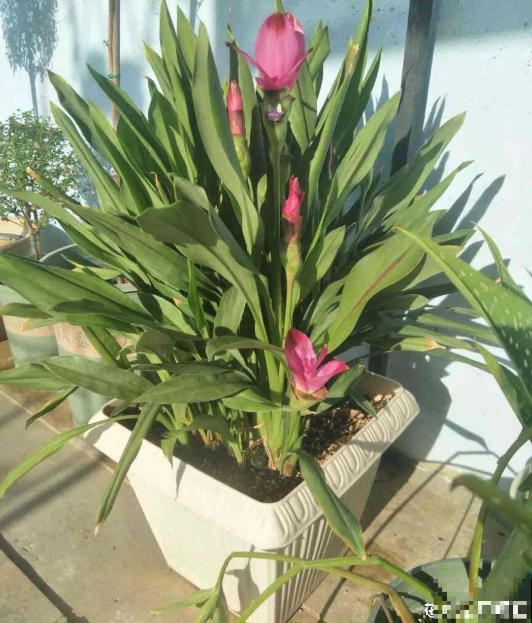 生姜埋门口,竟然开花了,花期还超长! 生姜埋门口,竟然开花了,花期还超长!