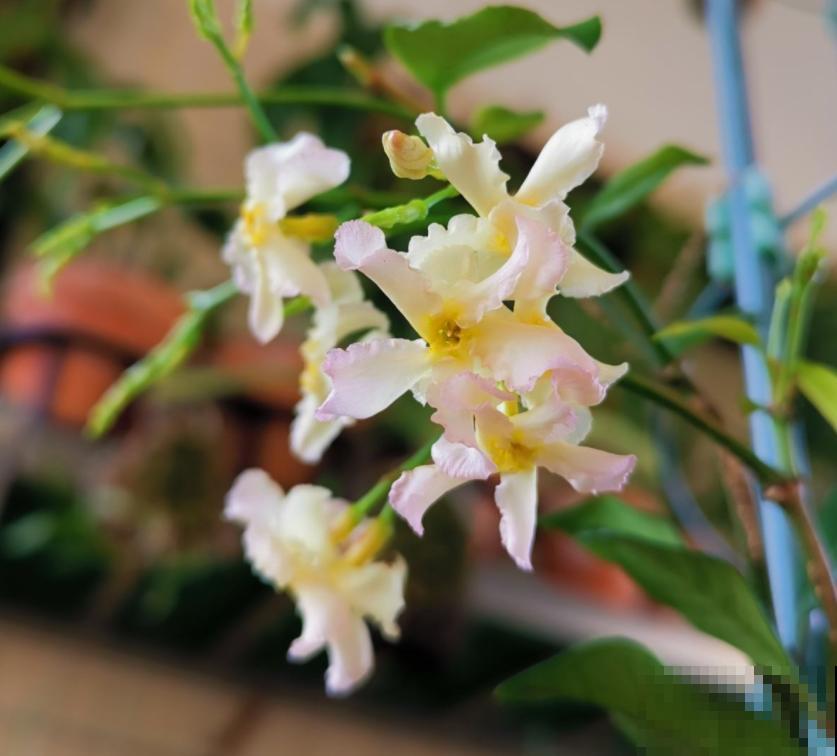 你以为养花很安全?惨案不时发生,下手的都是自己人! 你以为养花很安全?惨案不时发生,下手的都是自己人!