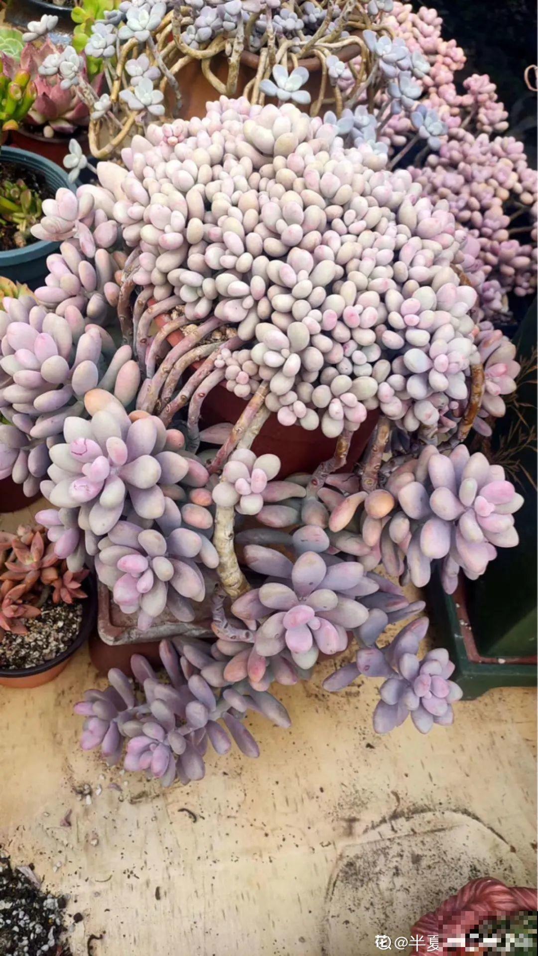 超级耐旱花，整个冬天不浇水，还能胖一圈！