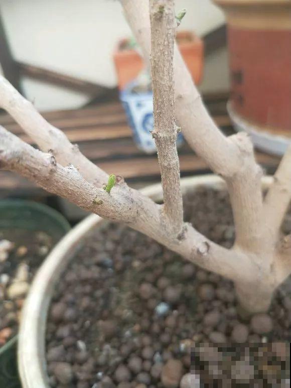 3月是给花剃头的好时机,现在狠心剪,下月就开花 3月是给花剃头的好时机,现在狠心剪,下月就开花