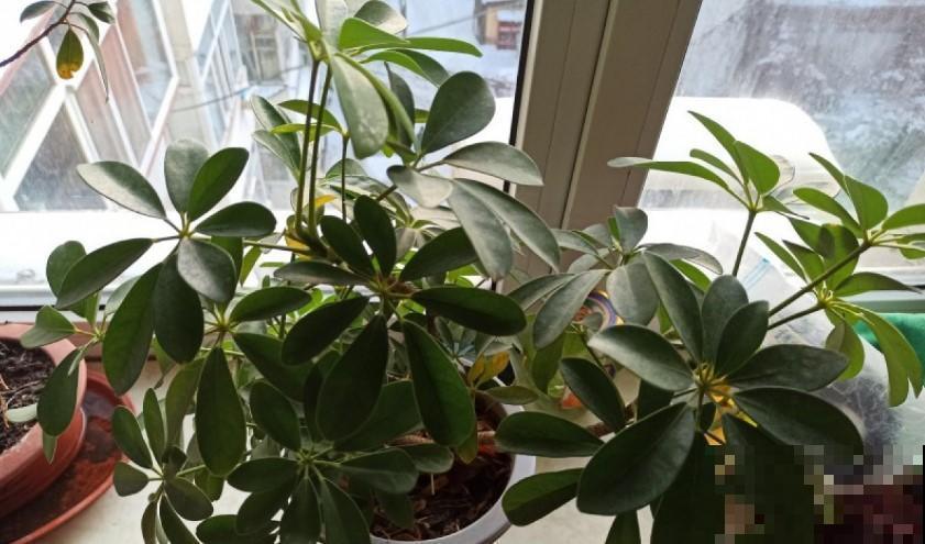 鸭掌木这么养,方法简单不黄叶,越长越旺盛! 鸭掌木这么养,方法简单不黄叶,越长越旺盛!