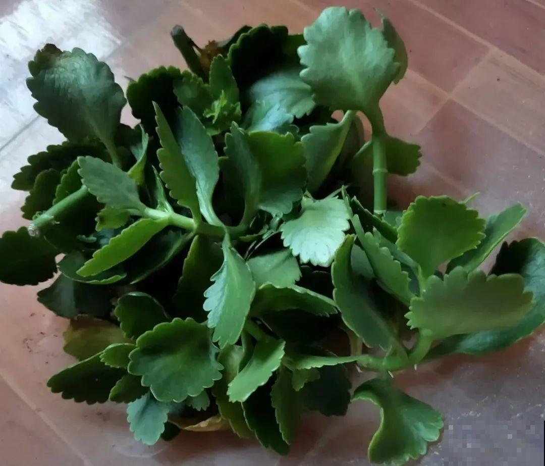 长寿花超全大养护，养爆盆的秘密，全在这里！