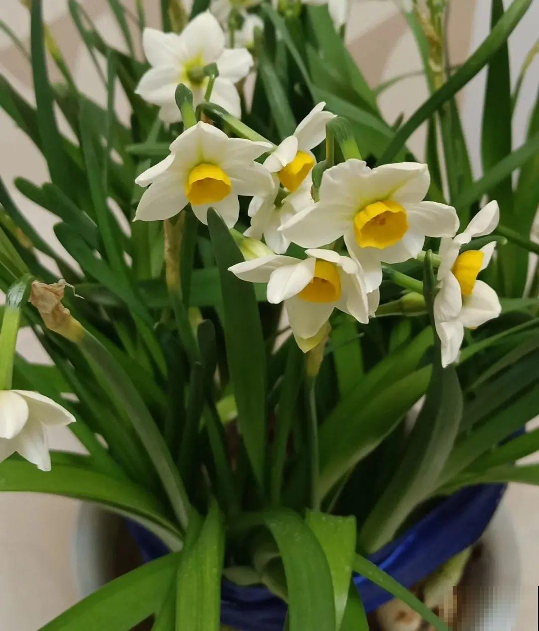 冬天的5种花特香，越冷越开花，像是喷了香水