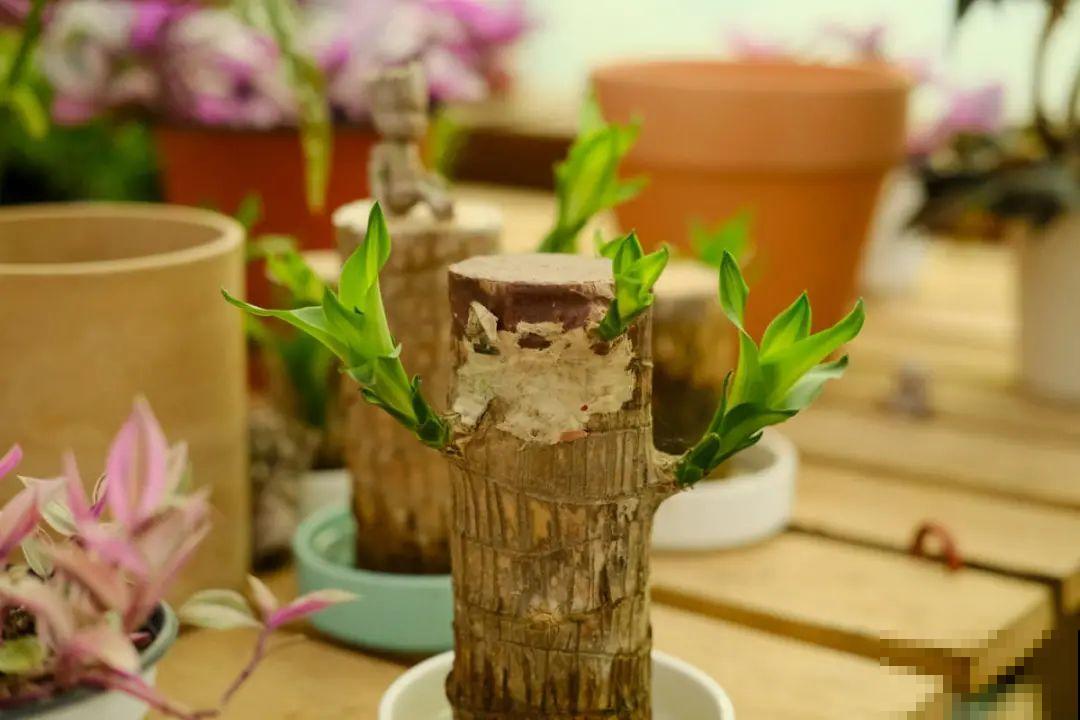 网上买的小木桩，泡水半个月，臭了还没长芽！