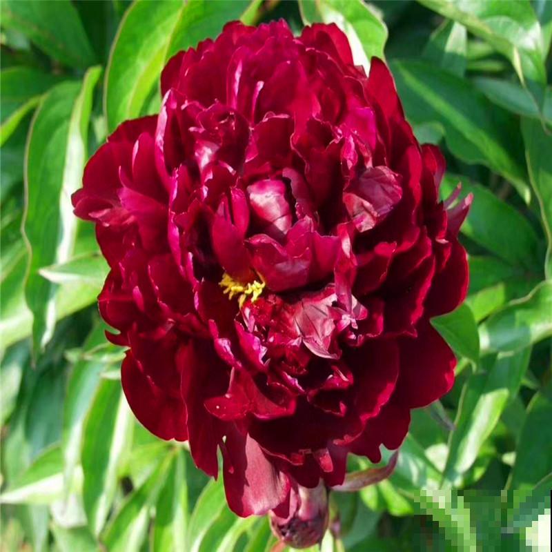 大水缸里面种花，花长得更健壮，养家里就是传家宝！