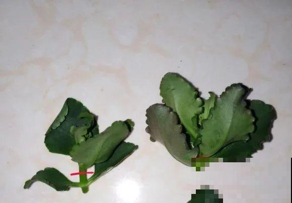 现在扦插超好活，剪根枝，捂3天，冒出狗牙根！