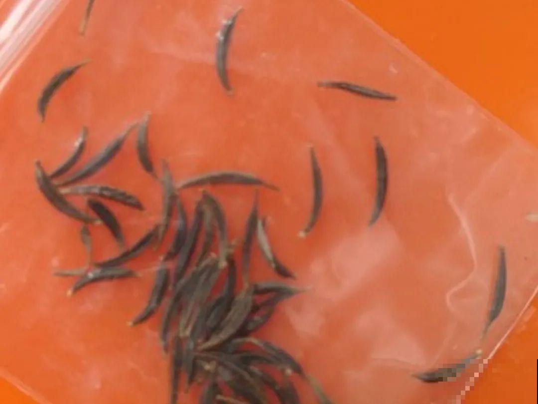 买花种子总是不对版,记住这些种子,少上当! 买花种子总是不对版,记住这些种子,少上当!