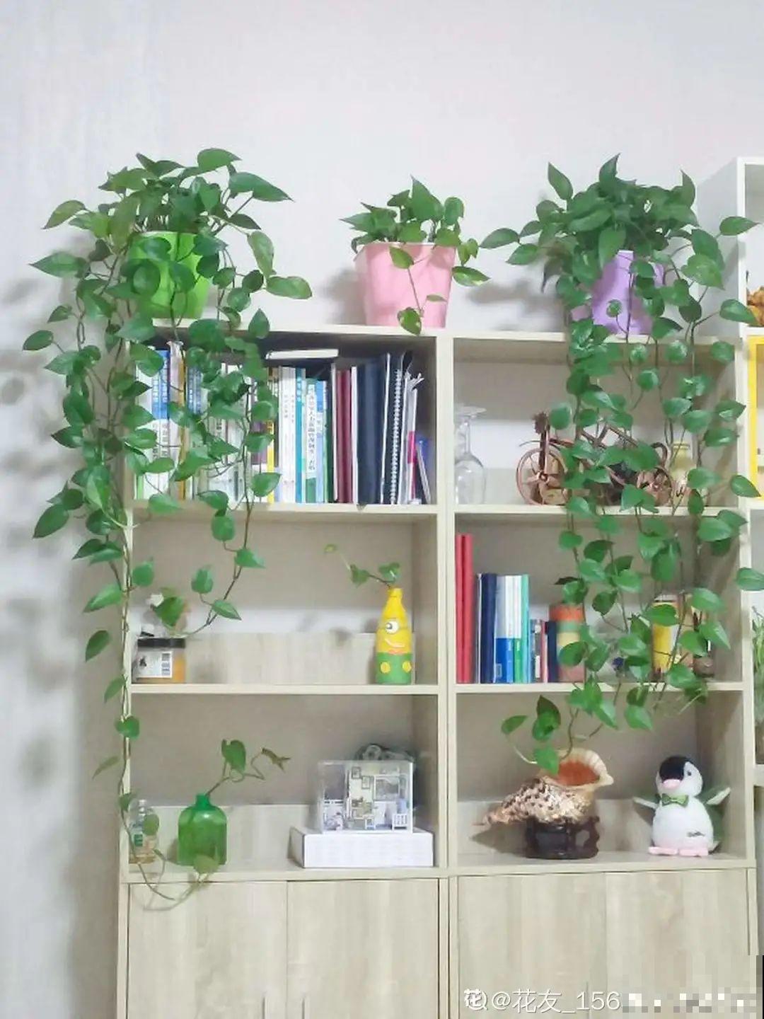 5度以下,常见的21种花必须断水,不然都烂根了 5度以下,常见的21种花必须断水,不然都烂根了