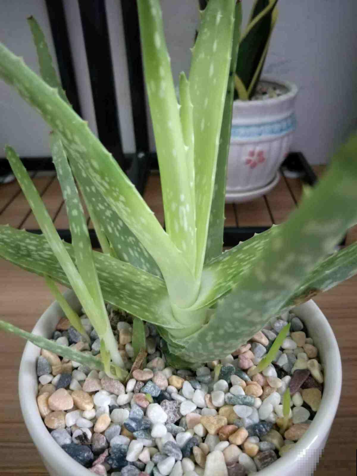 养花把控好温度是关键,了解了这些,才能轻松养好花! 养花把控好温度是关键,了解了这些,才能轻松养好花!