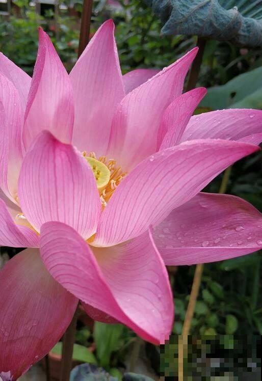 30个有趣的花谜,大多数人猜不对,你猜对了吗? 30个有趣的花谜,大多数人猜不对,你猜对了吗?