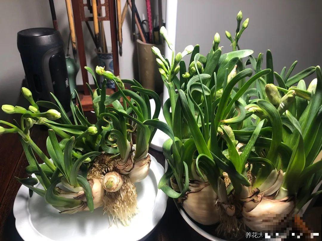 牙签串大蒜，冒充七彩水仙？千万别上当！