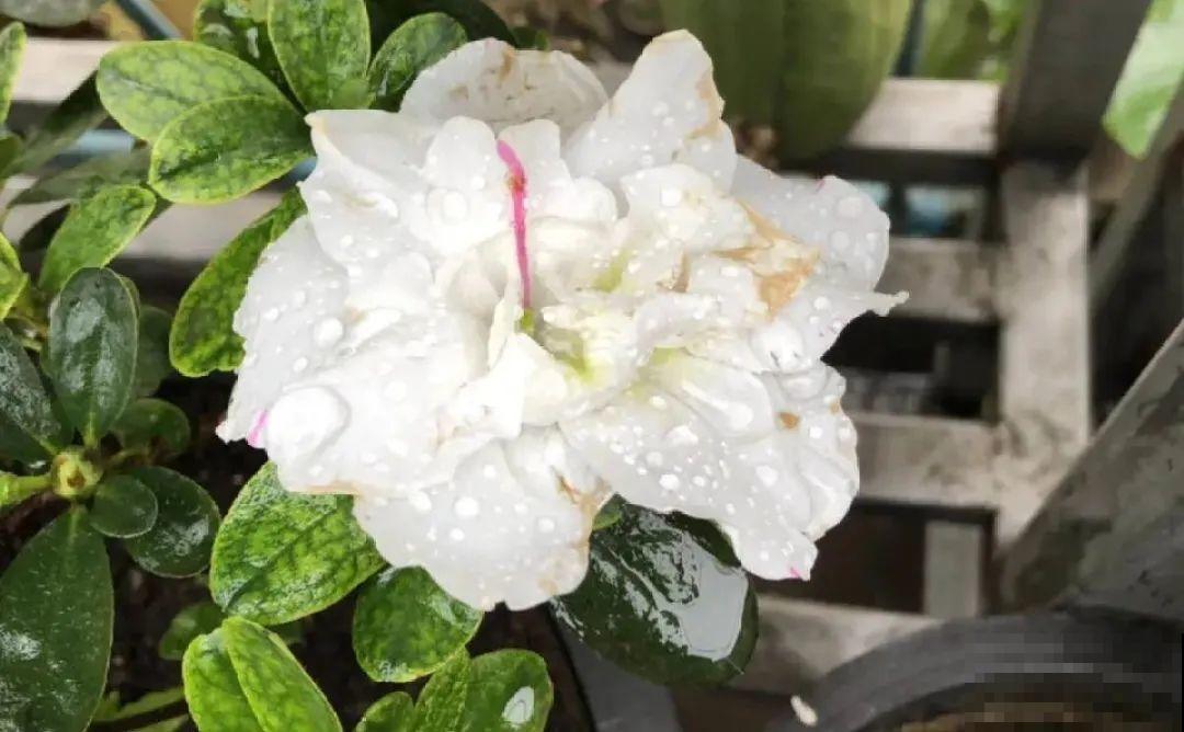 有些花名字太奇葩，叫出口太尴尬，开花却很美