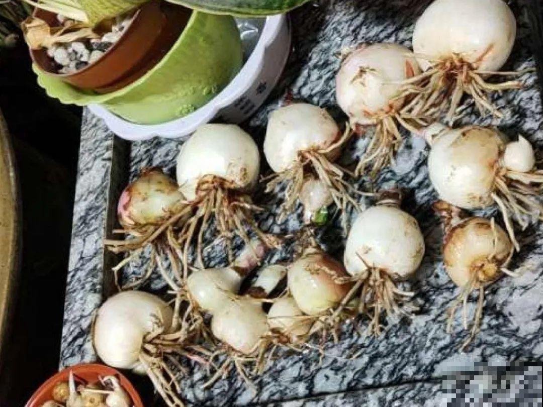 路边别人丢的大花盆，看着眼馋，好想捡回家