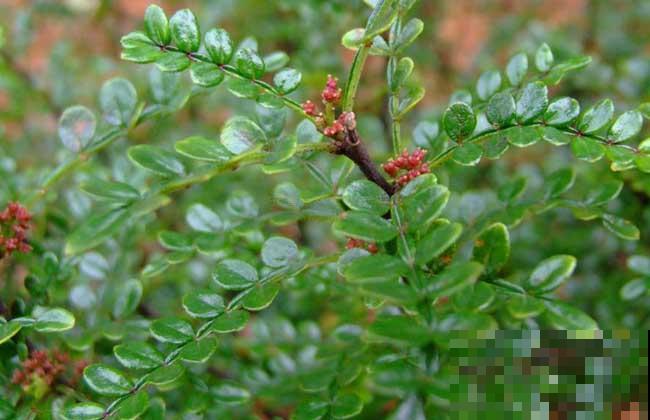 清香木真的很“清香”,家里养一盆,根本不用买香薰! 清香木真的很“清香”,家里养一盆,根本不用买香薰!