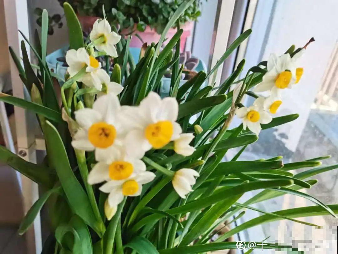 年纪轻轻，养点花种点草，提前过过养老生活