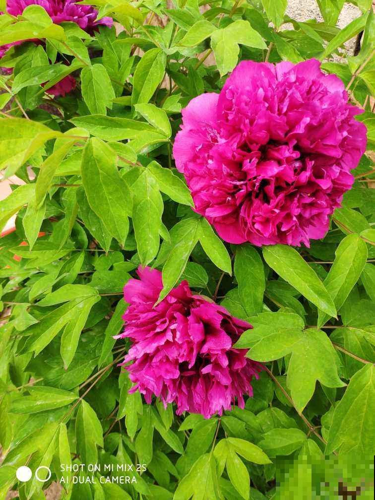 家里的老人爱养花，就养这6种，陶冶情操还锻炼身体