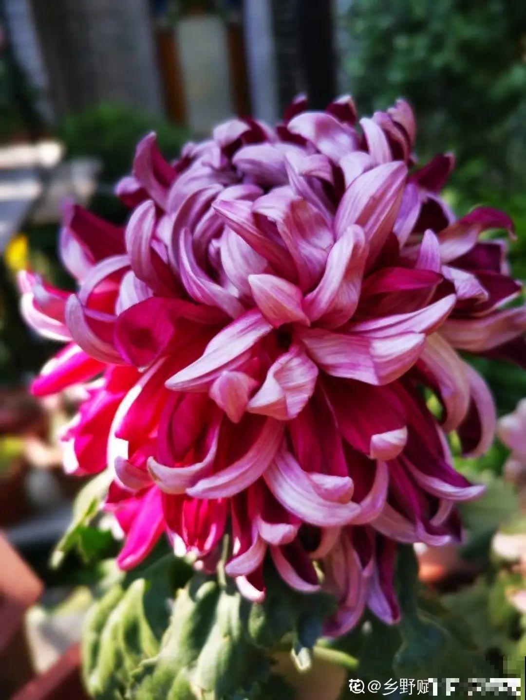 不同的花有不同的性格,你养的花,代表你是什么样的人? 不同的花有不同的性格,你养的花,代表你是什么样的人?