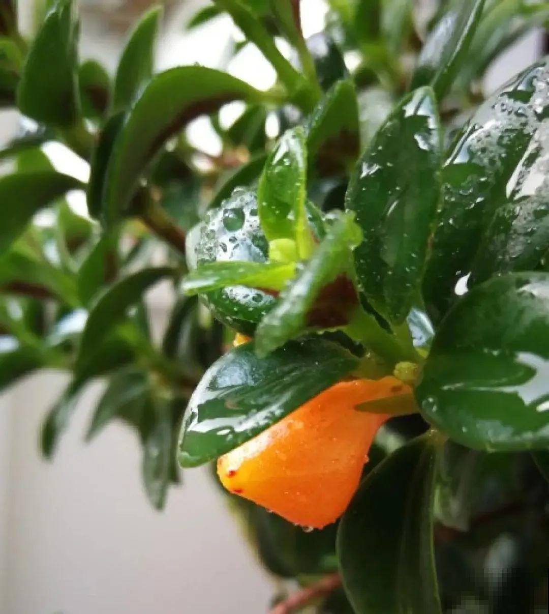 现在扦插超好活，剪根枝，捂3天，冒出狗牙根！