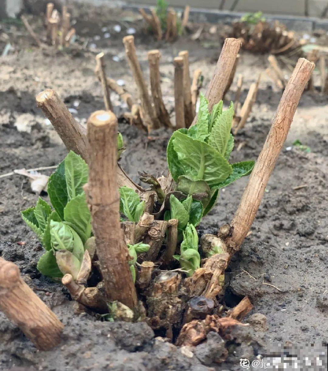 10年的绣球大老桩，九块钱也别买，难开花还浪费感情